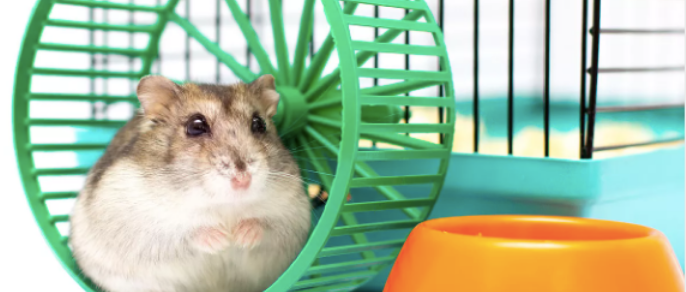 宠物用品的福音来啦！PET将会是你的最佳选择