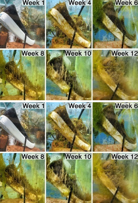 新型生物基聚氨酯泡沫可在海水环境中分解