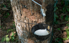 你对天然橡胶了解么？