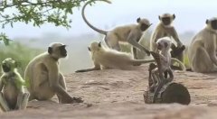 BBC神作，仿真小猴，真假难辨