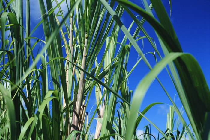 告别塑料，乐高用甘蔗来制作玩具