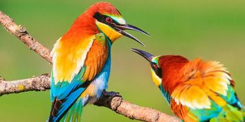 索尔维：设立可量化目标，成为保护生物多样性急先锋