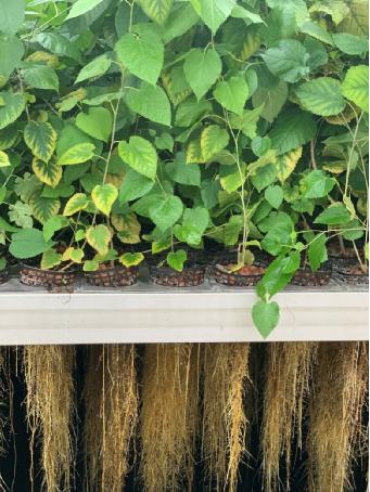 科莱恩推出Prenylium™可提供优质的抗衰老肌肤护理