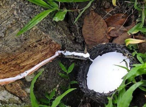 2020年前11个月柬埔寨出口橡胶逾28万吨 同比增22%