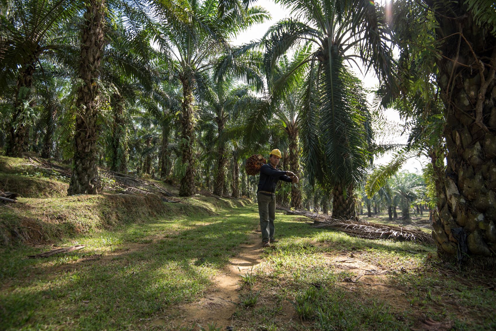 巴斯夫实现2020棕榈承诺