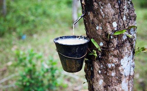 世界橡胶需求将以年均3.9%的速度递增