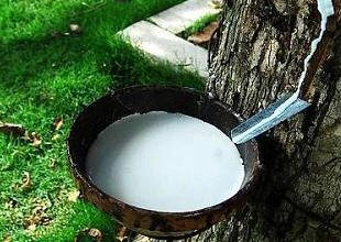 科特迪瓦2021年橡胶产量料增加16%至110万吨