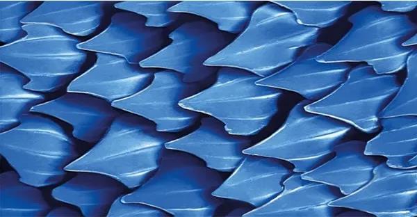 巴斯夫为汉莎货机穿上“鲨鱼皮”