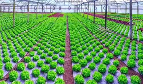 农业农村部：推进全生物降解地膜替代应用