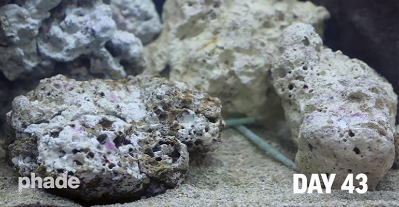 海洋生物可降解吸管问世，58天就可完全降解