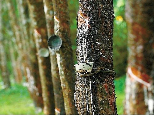 2021年前7个月印尼天胶出口量同比增10.5% 混合胶则大降