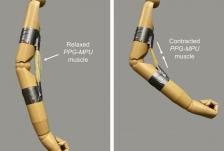 高能形状记忆聚合物为机器人打造有力肌肉