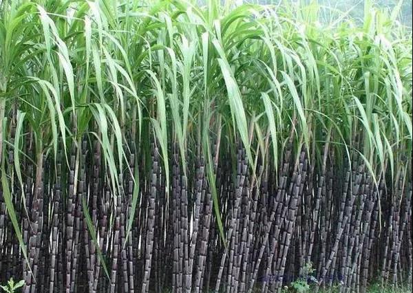 累计产量10万吨！道达尔泰国PLA工厂满产运行