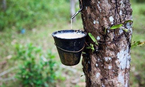 马来西亚拟提高废橡胶价格