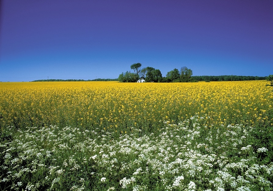 赢创推出全新消泡剂浓缩物，可再生成分含量高于55%