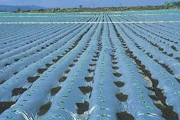 中科院生物可降解地膜降解机制方面取得进展