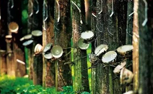 全球天胶供应量或有20万吨短缺