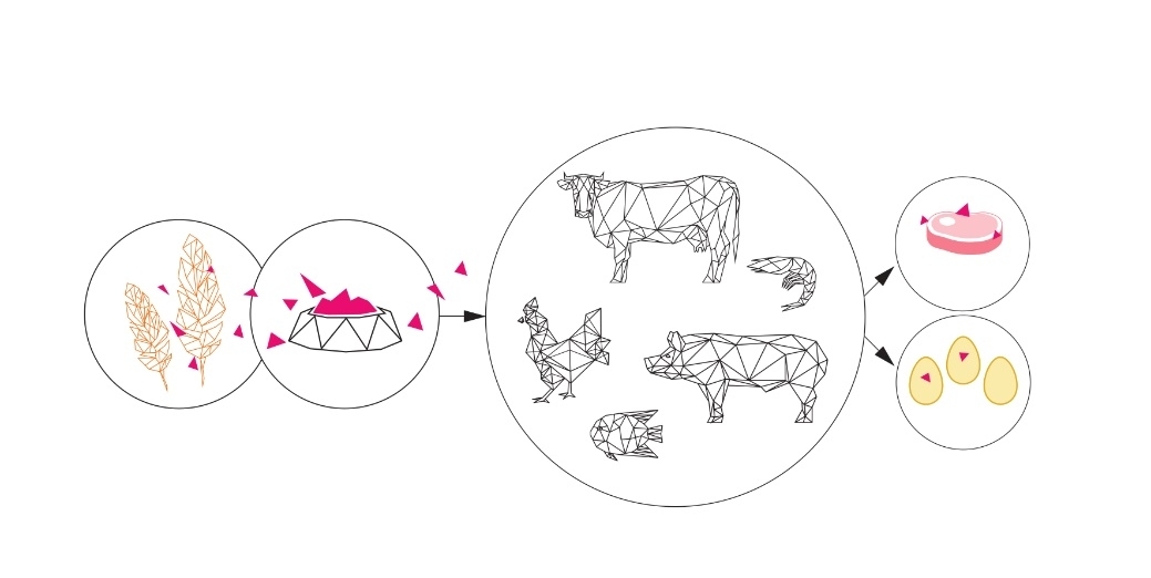科莱恩推出 FIXAT™ Optimum：最大程度减少霉菌毒素对饲料的影响