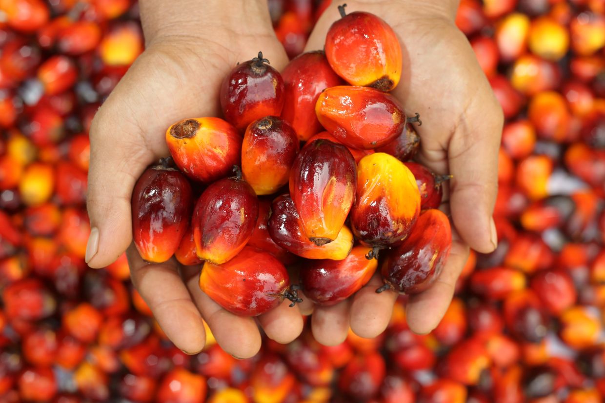 马来西亚棕榈油局（MPOB）开发出环保型生物基多元醇