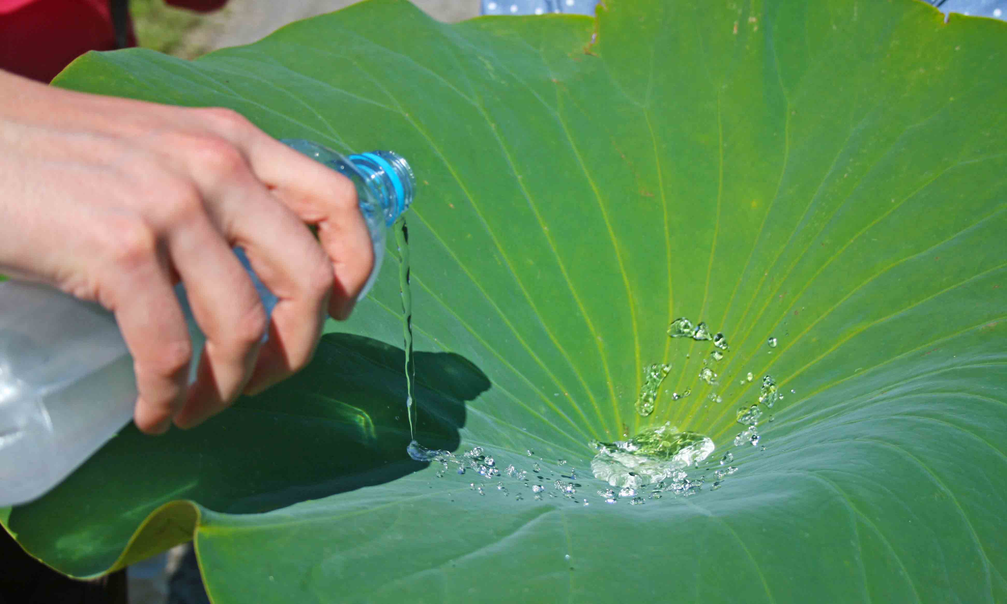 生物塑料可防水防油，无需工业干预即可降解