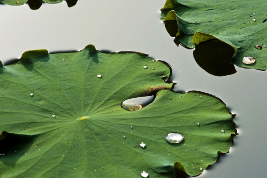 仿荷叶！可降解“超疏水表面”塑料袋