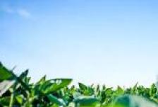 拜耳24亿欧元出售虫害防治业务