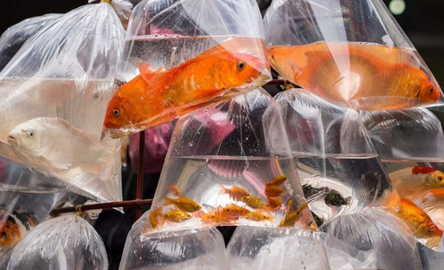 PVC塑料袋可以加热么？如何分辨有毒塑料袋？