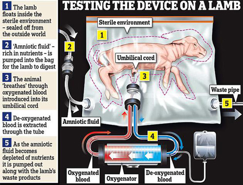 迷信家成功用塑料“天然子宫”培育羊羔