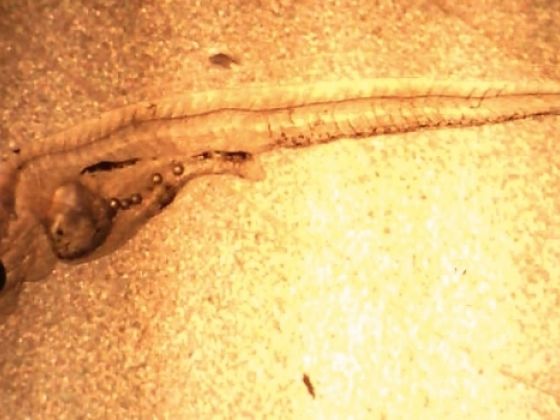 塑料微粒能够对陆地鱼类造成毁灭性的生理伤害