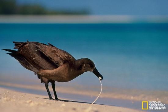陆地动物喜欢吃塑料渣滓竟是因为……