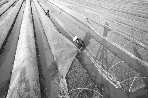 二氧化碳分解生物降解塑料成全球热点