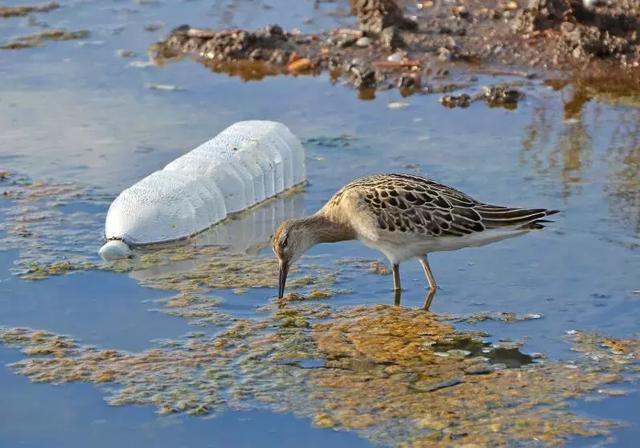 首次确认！人体已被微塑料污染 污染源不仅是海洋