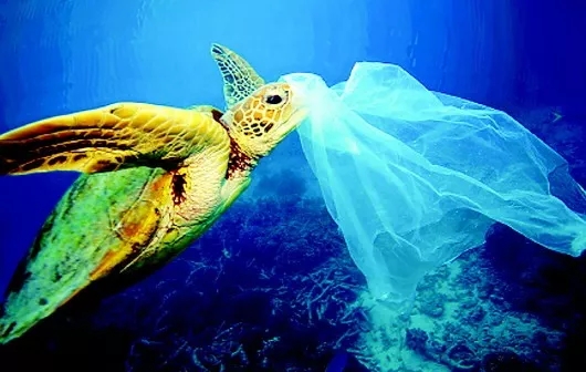 海南“禁塑令”惹起惊动