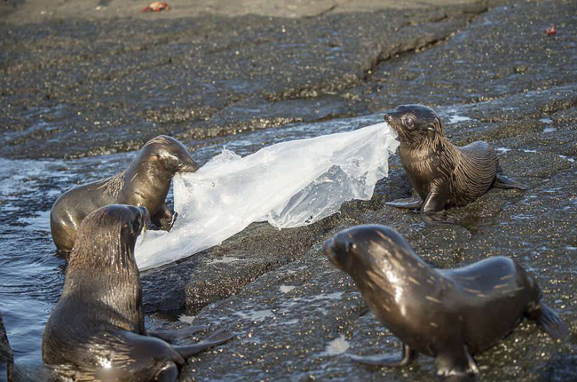 厄瓜多尔海豹捡到塑料垃圾当玩具 玩起“拔河”游戏