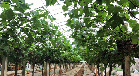 巴斯夫塑料添加剂提高云南温室大棚的耐用性