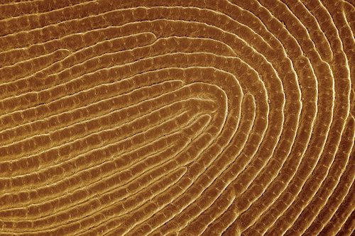 合成指纹让塑料颗粒成为安全密钥