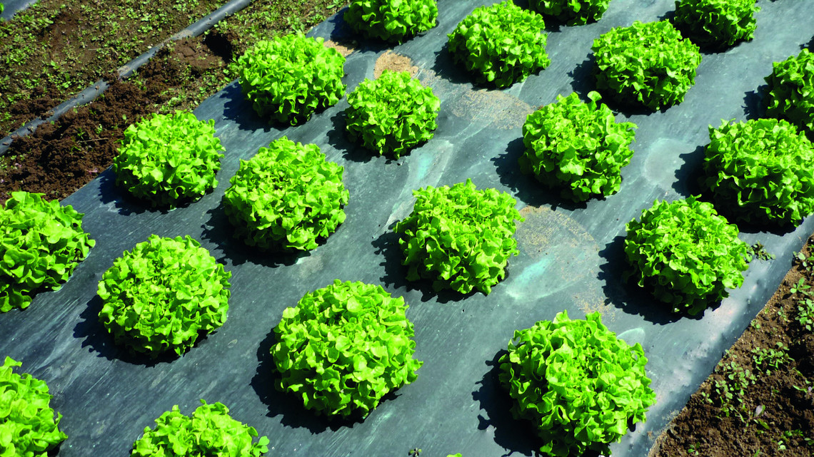 巴斯夫新塑料进步农业效益 维护环境健康