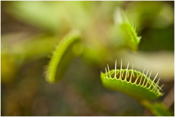 新型智能资料――聚合物“捕蝇草”