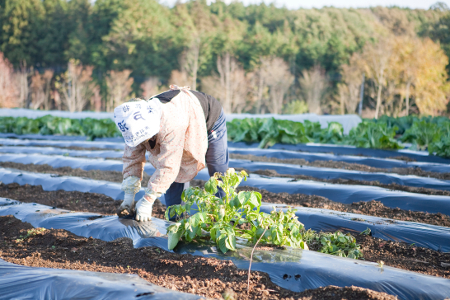 可降解塑料母粒来了，由ink公司推出