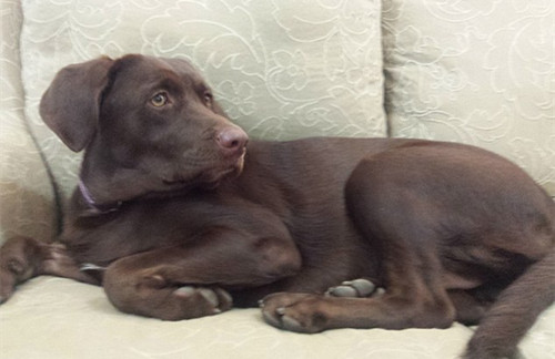 科技与爱的交融 看3D打印技术如何救治植物