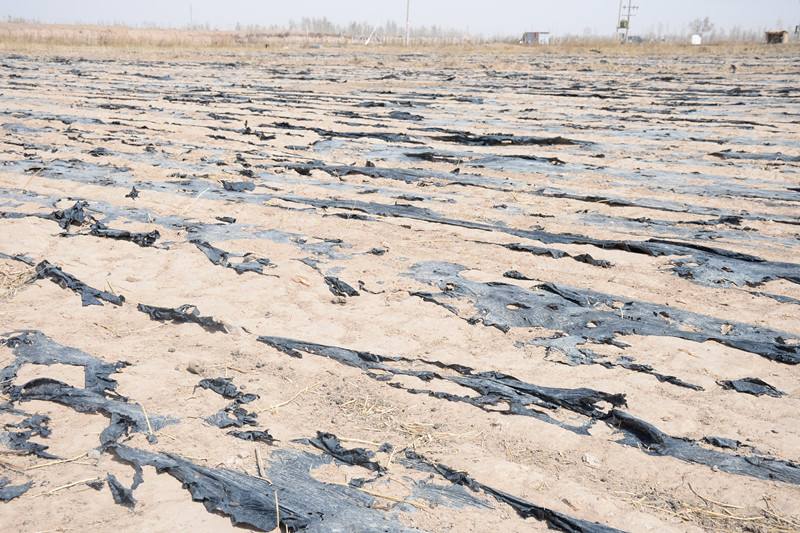 新疆玛纳斯回收废旧地膜3500方 加重农田净化