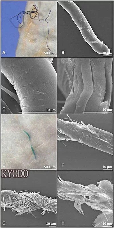 深海海域塑料微粒的检出率超越全体的 70%
