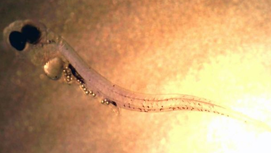 浓度已然超过海水 日本发现微塑料危害正急剧增加